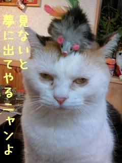 三毛猫ぽめ店長