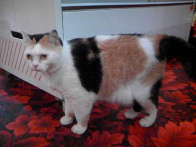 三毛猫ぽめ店長