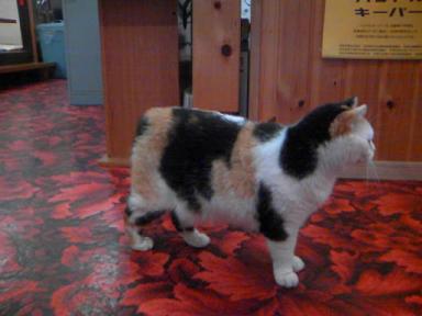 三毛猫ぽめ店長