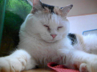 三毛猫ぽめ店長