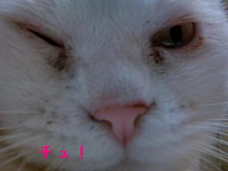 三毛猫ぽめ店長