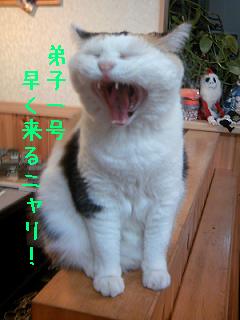 三毛猫ぽめ店長