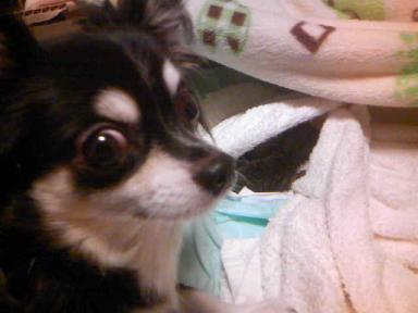 ぷーちゃんと仔猫