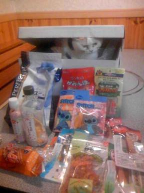 三毛猫ぽめ店長