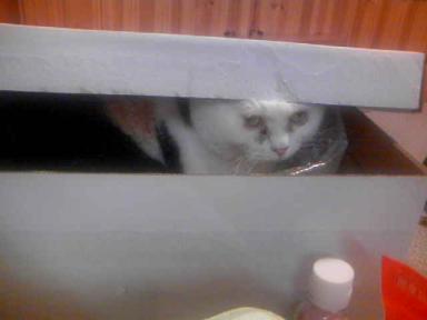 三毛猫ぽめ店長