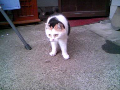 三毛猫ぽめ店長