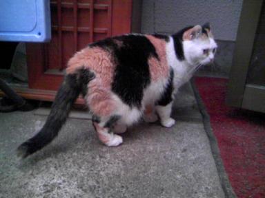 三毛猫ぽめ店長