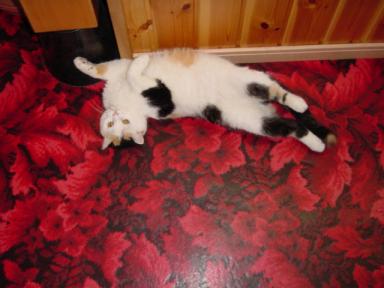 三毛猫ぽめ店長