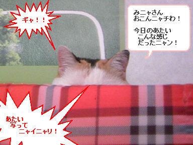 三毛猫ぽめ店長