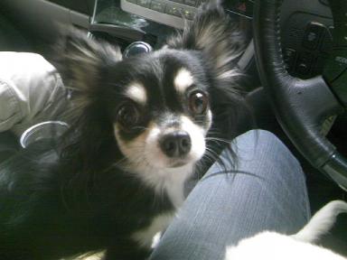 チワワのぷーちゃん