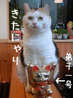 三毛猫ぽめ店長