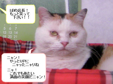 三毛猫ぽめ店長