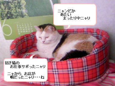 三毛猫ぽめ店長