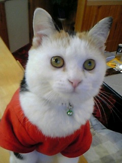 三毛猫ぽめ店長