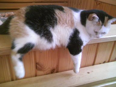 三毛猫ぽめ店長