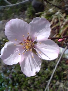 アーモンドの花♪