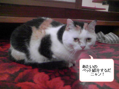 三毛猫ぽめ店長