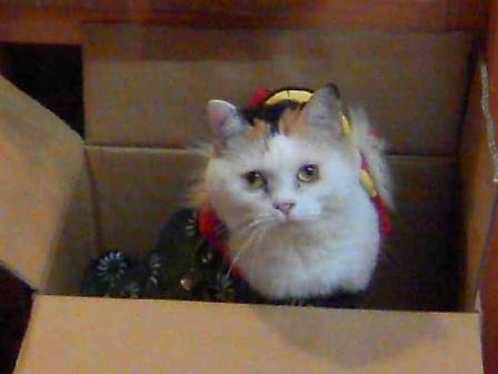 三毛猫ぽめ店長