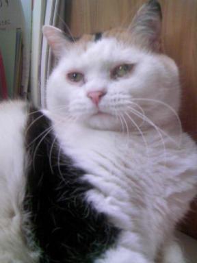 三毛猫ぽめ店長