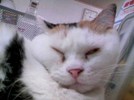 三毛猫ぽめ店長