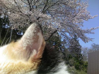 三毛猫ぽめ店長
