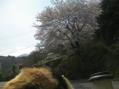 三毛猫ぽめ店長