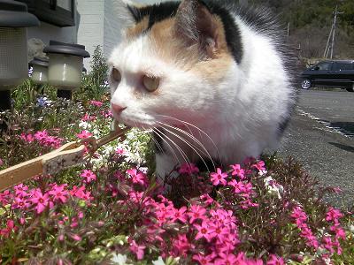 三毛猫ぽめ店長