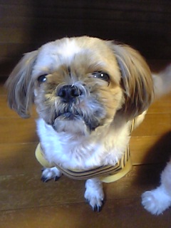 あざらしマック