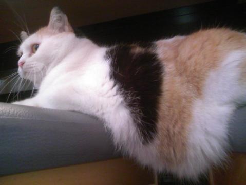 三毛猫ぽめ店長