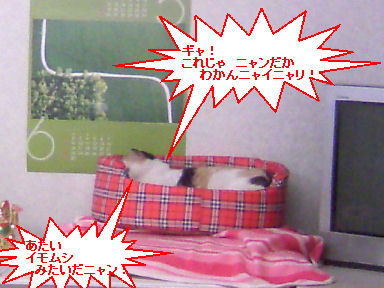 三毛猫ぽめ店長