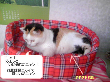 三毛猫ぽめ店長