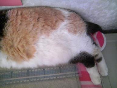 三毛猫ぽめ店長