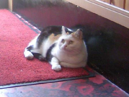 三毛猫ぽめ店長