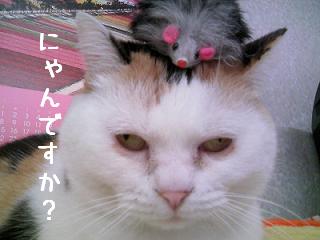 三毛猫ぽめちゃん