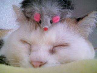 三毛猫ぽめちゃん