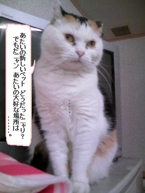 三毛猫ぽめ店長