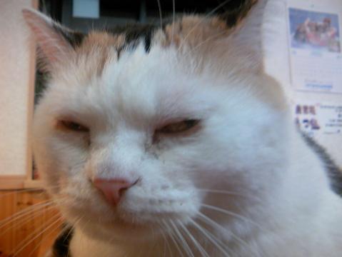 三毛猫ぽめ店長