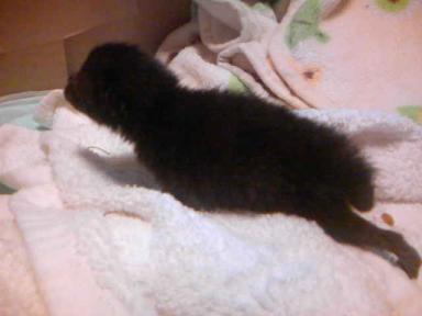 仔猫ちゃん