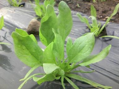 ほうれん草