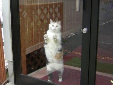 三毛猫ぽめ店長