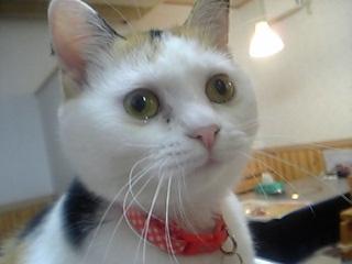 若かった頃のぽめ店長