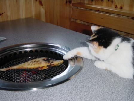 三毛猫ぽめ店長