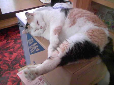 三毛猫ぽめ店長