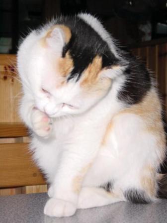 三毛猫ぽめ店長