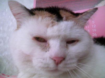 三毛猫ぽめ店長
