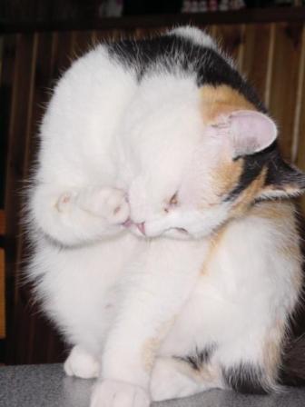 三毛猫ぽめ店長