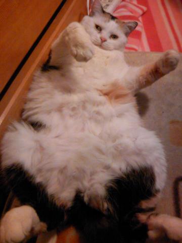三毛猫ぽめ店長