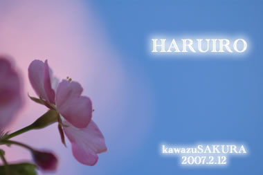 2-12haruiro河津桜