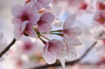 2-27錦江湾公園早咲き桜マクロ１