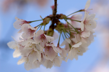 2-27錦江湾公園早咲き桜マクロ２